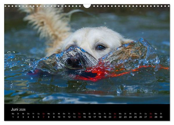 Produktbild: Golden Retriever - Ein Herz auf 4 Pfoten (Wandkalender 2026 DIN A3 quer), CALVENDO Monatskalender