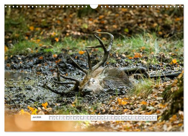 Produktbild: Faszination Hirschbrunft (Wandkalender 2026 DIN A3 quer), CALVENDO Monatskalender