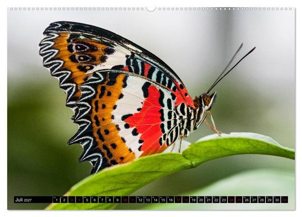 Produktbild: Fliegende Wunderwesen. Schmetterlinge weltweit, ganz nah (hochwertiger Premium Wandkalender 2027 DIN A2 quer), Kunstdruck in Hochglanz