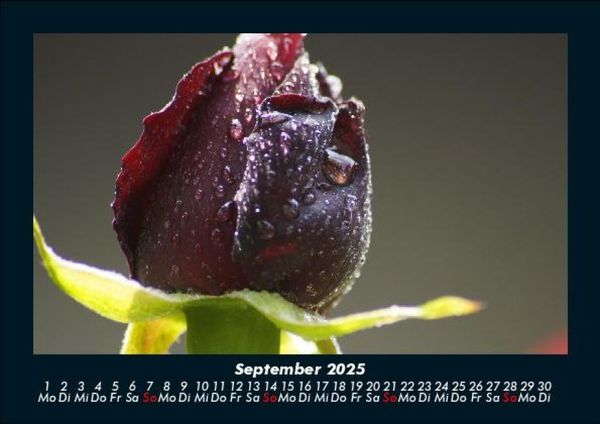 Produktbild: Blumentr&auml;ume 2025 Fotokalender DIN A5