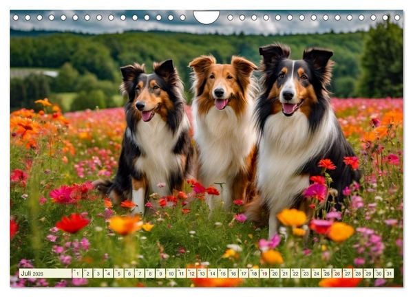 Produktbild: Traumhund Collie (Wandkalender 2026 DIN A4 quer), CALVENDO Monatskalender