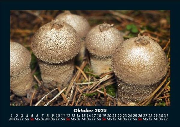 Produktbild: Pilzkalender 2025 Fotokalender DIN A5