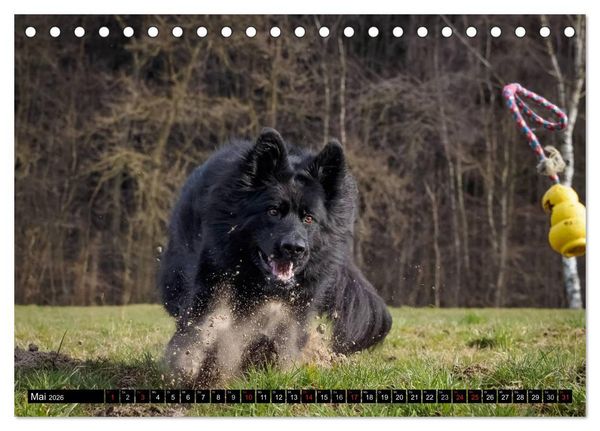 Produktbild: Schwarz ist sch&ouml;n! Der lackschwarze altdeutsche Sch&auml;ferhund (Tischkalender 2026 DIN A5 quer), CALVENDO Monatskalender