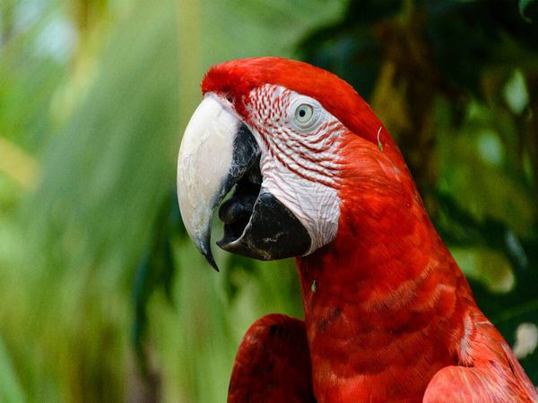 Produktbild: CALVENDO Puzzle Ein Motiv aus dem Kalender Exotic Peru | 1000 Teile Lege-Gr&ouml;&szlig;e 64x48cm Foto-Puzzle f&uuml;r gl&uuml;ckliche Stunden