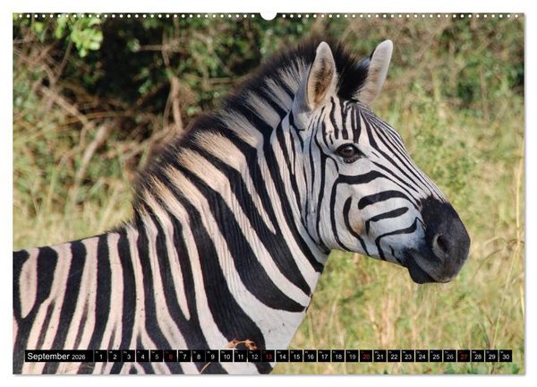 Produktbild: Zebras - Ungez&auml;hmte Kraft (Wandkalender 2026 DIN A2 quer), CALVENDO Monatskalender