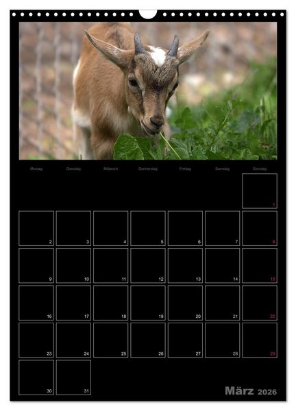 Produktbild: Zwergziegen (Wandkalender 2026 DIN A3 hoch), CALVENDO Monatskalender