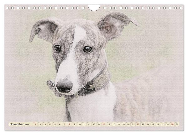 Produktbild: Whippets 2026 (Wall Calendar 2026 DIN A4 landscape), CALVENDO 12 Month Wall Calendar