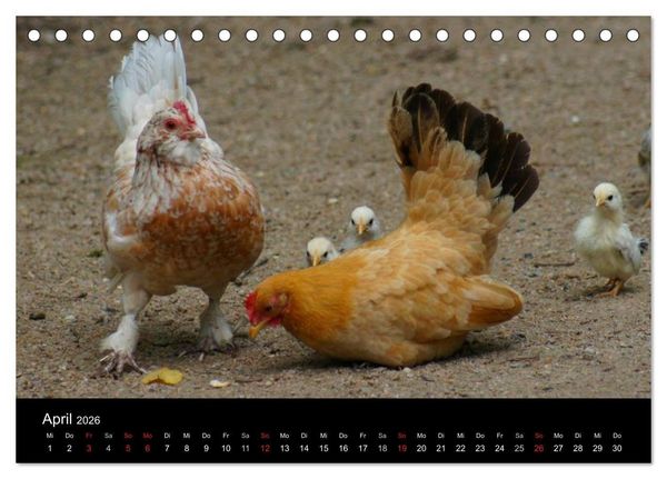 Produktbild: Die Welt der H&uuml;hner (Tischkalender 2026 DIN A5 quer), CALVENDO Monatskalender