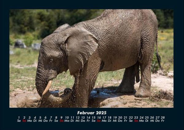 Produktbild: Elefanten - Die sanften Riesen Afrikas 2025 Fotokalender DIN A4