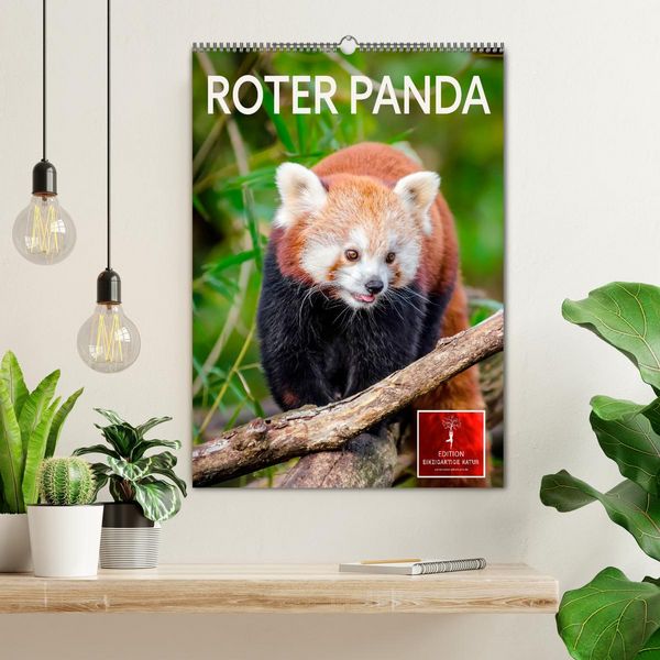 Produktbild: Roter Panda (Wandkalender 2026 DIN A2 hoch), CALVENDO Monatskalender