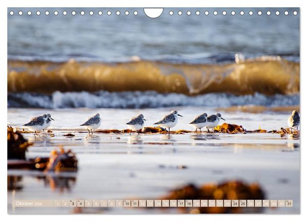 Produktbild: Helgoland - Das Leben auf der D&uuml;ne Helgolands (Wandkalender 2026 DIN A4 quer), CALVENDO Monatskalender