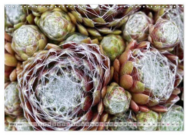 Produktbild: Sempervivum - Hauswurz (Wandkalender 2026 DIN A3 quer), CALVENDO Monatskalender