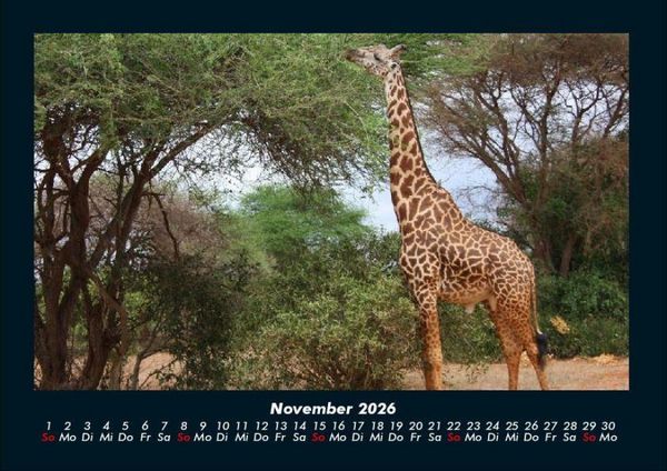Produktbild: Giraffen 2026 Fotokalender DIN A4