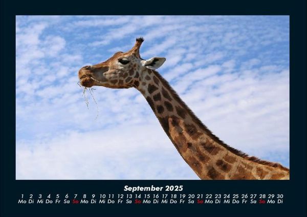 Produktbild: Giraffen 2025 Fotokalender DIN A4