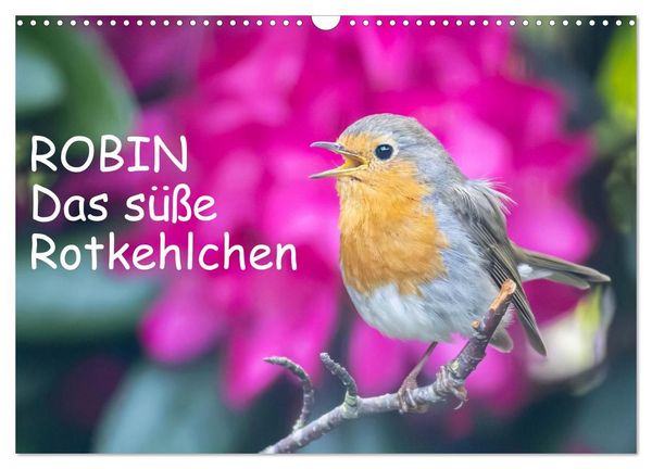 Produktbild: Robin, das s&uuml;&szlig;e Rotkehlchen (Wandkalender 2027 DIN A3 quer), CALVENDO Monatskalender