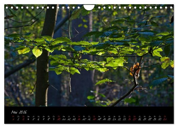 Produktbild: Wald (Wandkalender 2026 DIN A4 quer), CALVENDO Monatskalender