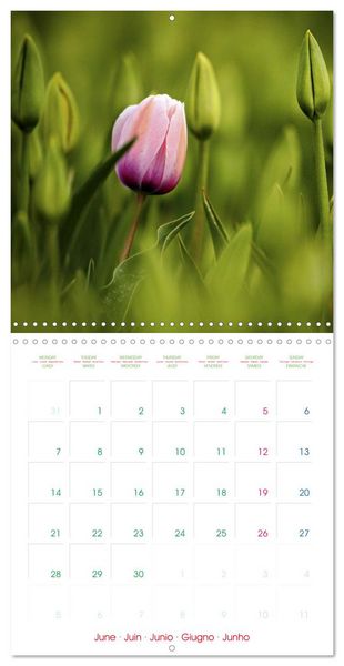 Produktbild: Tulips - Harbingers of Spring (Wall Calendar 2027 12 &times; 12 Inch) CALVENDO 12 Month Wall Calendar
