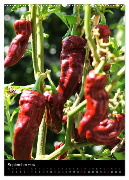 Produktbild: Chilis - H&ouml;llisch scharfe Fr&uuml;chtchen (hochwertiger Premium Wandkalender 2026 DIN A2 hoch), Kunstdruck in Hochglanz