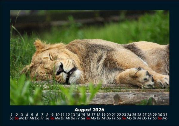 Produktbild: L&ouml;wen in der Wildnis 2026 Fotokalender DIN A5