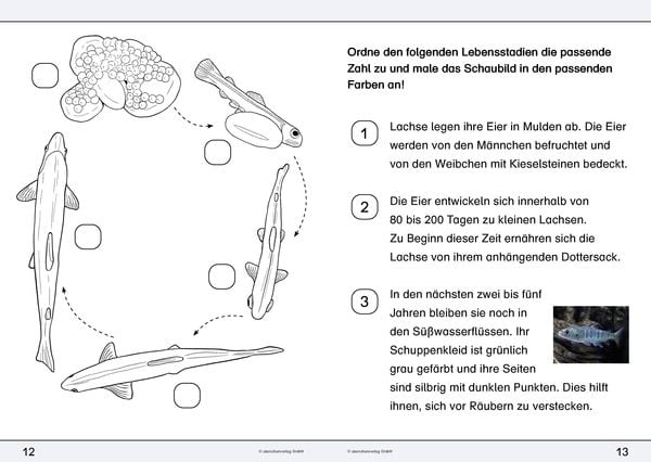 Produktbild: Ich kenne den Lachs - Lebenszyklus