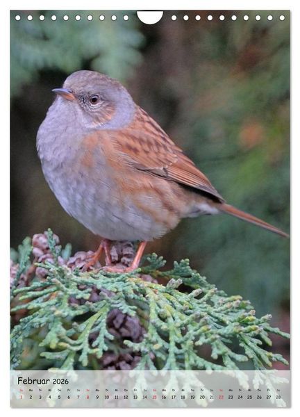 Produktbild: V&ouml;gel im heimischen Garten (Wandkalender 2026 DIN A4 hoch), CALVENDO Monatskalender