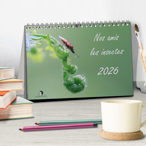 Produktbild: Nos amis les insectes (Calendrier de bureau 2026 DIN A5 vertical), CALVENDO calendrier mensuel