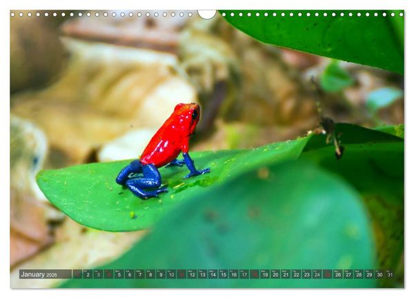 Produktbild: Amazing Costa Rica (Wall Calendar 2026 DIN A3 landscape), CALVENDO 12 Month Wall Calendar
