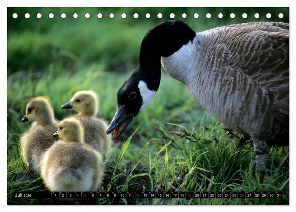 Produktbild: KANADA-GANS - Der 'hupende' Vogel (Tischkalender 2026 DIN A5 quer), CALVENDO Monatskalender