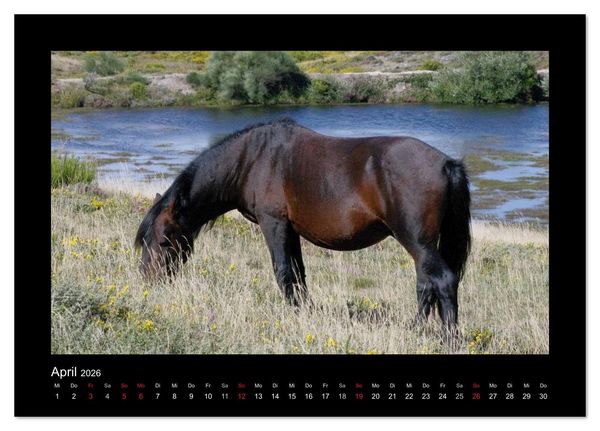 Produktbild: Garranos - Bedrohte Wildpferde Europas (Tischkalender 2026 DIN A5 quer), CALVENDO Monatskalender