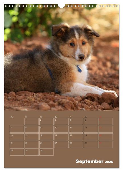 Produktbild: SHELTIES Herzensbrecher auf 4 Pfoten (Wandkalender 2026 DIN A3 hoch), CALVENDO Monatskalender