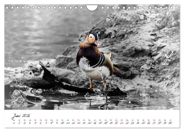 Produktbild: Abenteuer einer Mandarinente (Wandkalender 2026 DIN A4 quer), CALVENDO Monatskalender