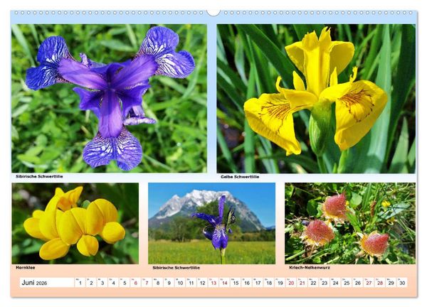 Produktbild: Alpiner Bl&uuml;tenzauber (hochwertiger Premium Wandkalender 2026 DIN A2 quer), Kunstdruck in Hochglanz