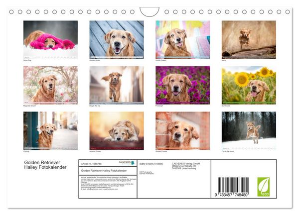 Produktbild: Golden Retriever Hailey Fotokalender (Wandkalender 2026 DIN A4 quer), CALVENDO Monatskalender