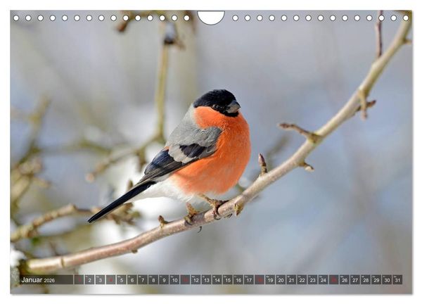 Produktbild: Heimische Singv&ouml;gel in Feld und Flur (Wandkalender 2026 DIN A4 quer), CALVENDO Monatskalender