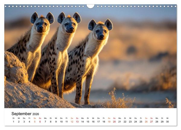 Produktbild: Hy&auml;nen - Afrikas geheimnisvolle J&auml;ger (Wandkalender 2026 DIN A3 quer), CALVENDO Monatskalender