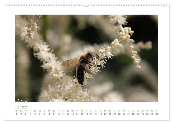 Produktbild: Heimische Insekten 2026 (hochwertiger Premium Wandkalender 2026 DIN A2 quer), Kunstdruck in Hochglanz