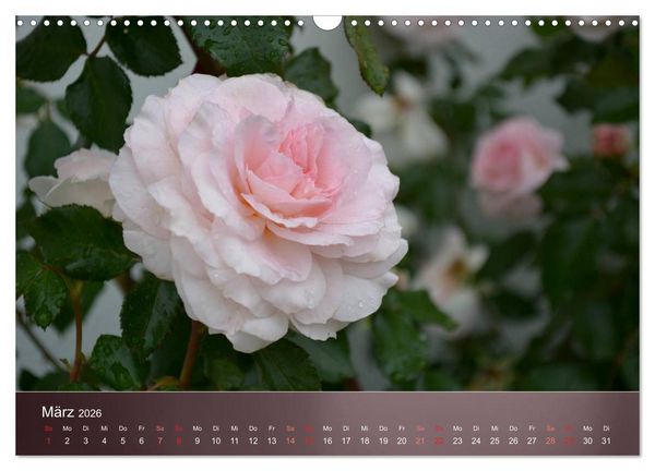 Produktbild: Zarte Sch&ouml;nheiten - Rosen (Wandkalender 2026 DIN A3 quer), CALVENDO Monatskalender