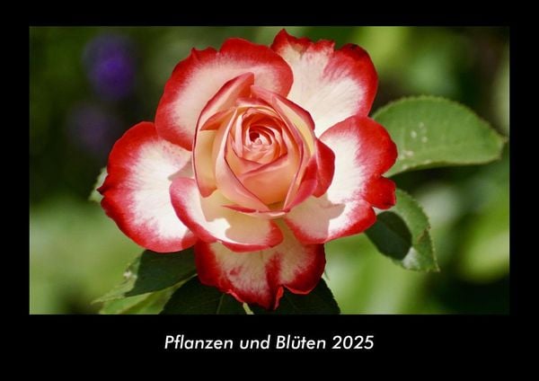 Pflanzen und Blüten 2025 Fotokalender DIN A3