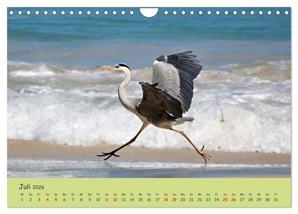 Produktbild: Gefiederte Sch&ouml;nheiten Ostafrikas (Wandkalender 2026 DIN A4 quer), CALVENDO Monatskalender