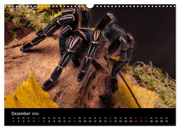 Produktbild: Mystische Vogelspinnen (Wandkalender 2026 DIN A3 quer), CALVENDO Monatskalender