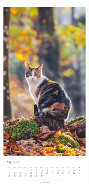 Produktbild: Katzen Kalender 2027