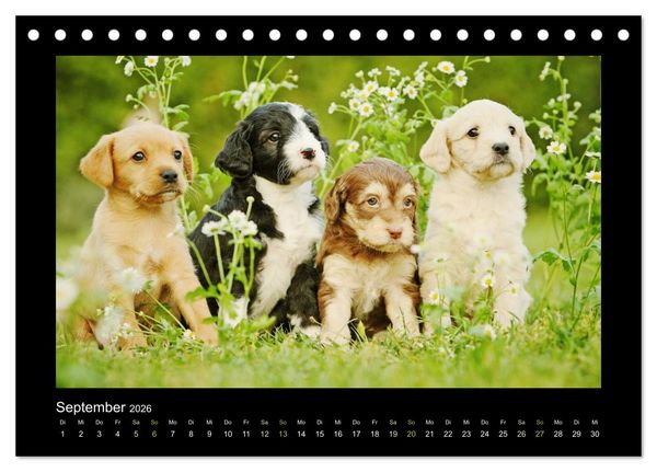 Produktbild: Allerlei Hundekinder (Tischkalender 2026 DIN A5 quer), CALVENDO Monatskalender