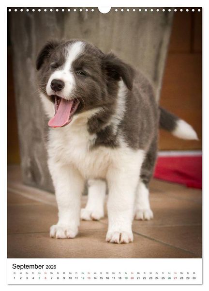 Produktbild: Border Collie Zuckerschnuten (Wandkalender 2026 DIN A3 hoch), CALVENDO Monatskalender