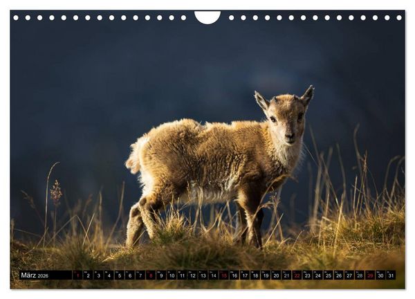 Produktbild: Schweizer Alpen. Natur und Landschaften (Wandkalender 2026 DIN A4 quer), CALVENDO Monatskalender