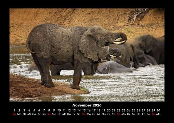 Produktbild: Der Elefantenkalender 2026 Fotokalender DIN A3