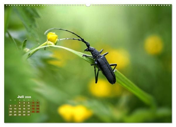 Produktbild: Klein aber oho. Die bunte Welt der Insekten (hochwertiger Premium Wandkalender 2026 DIN A2 quer), Kunstdruck in Hochglanz