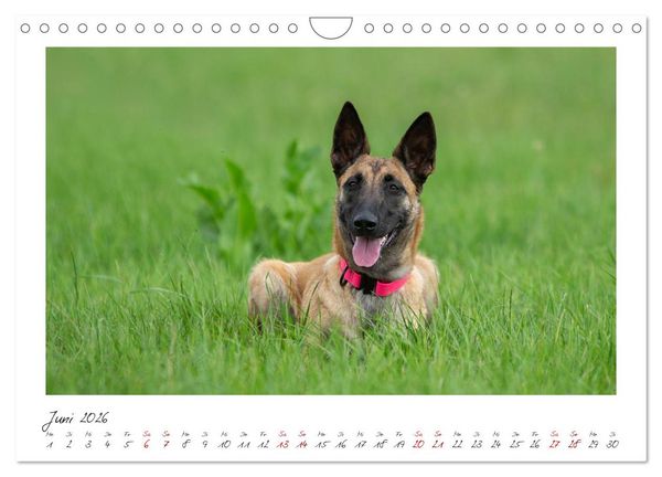 Produktbild: Traumhund Malinois (Wandkalender 2026 DIN A4 quer), CALVENDO Monatskalender