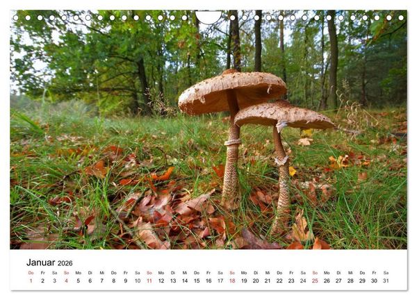 Produktbild: Heimische Pilze (Wandkalender 2026 DIN A4 quer), CALVENDO Monatskalender