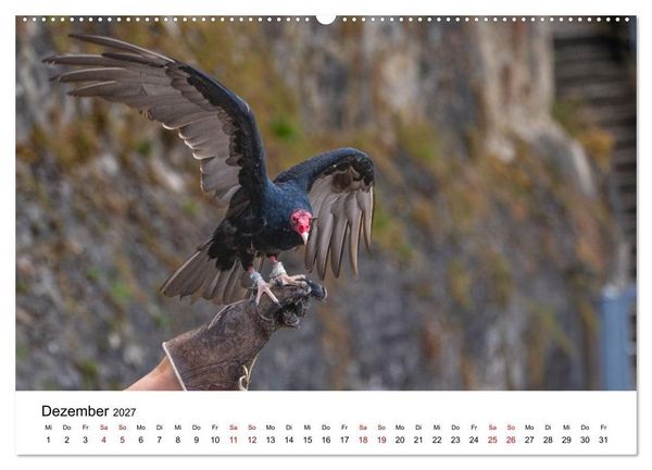 Produktbild: Greifv&ouml;gel in Aktion - Dynamische Flugbilder und Portr&auml;ts (hochwertiger Premium Wandkalender 2027 DIN A2 quer), Kunstdruck in Hochglanz