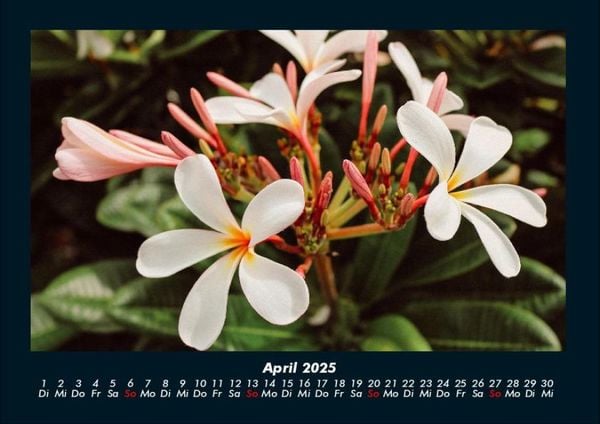 Produktbild: Blumenzauber 2025 Fotokalender DIN A4
